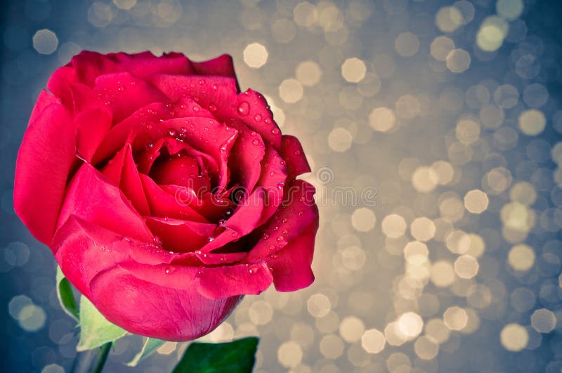 Rose on blue bokeh background, valentine day and love concept