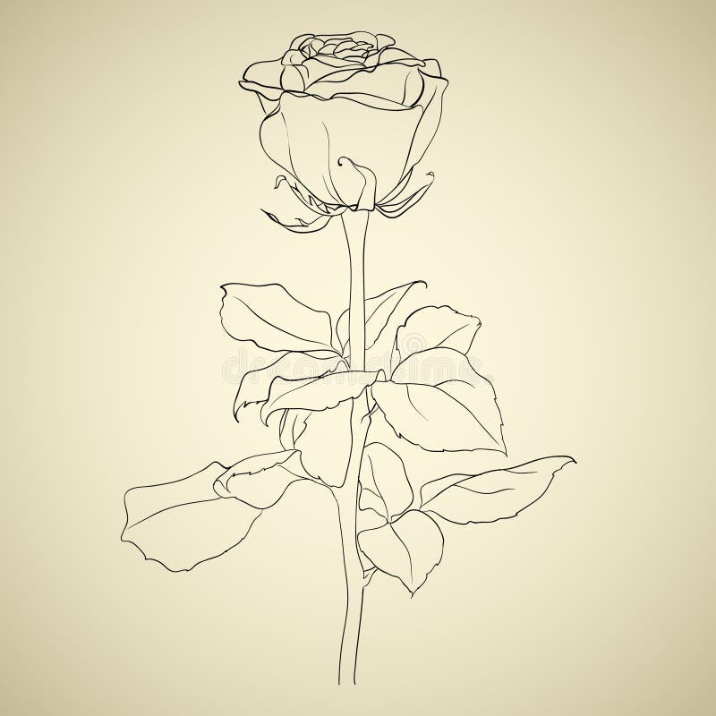 Rosa, boceto ilustración del vector