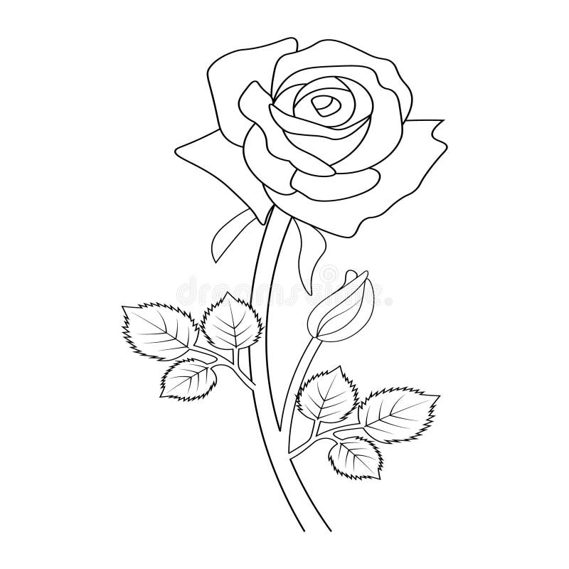 Rose Line Drawing Images  Free Download on Freepik