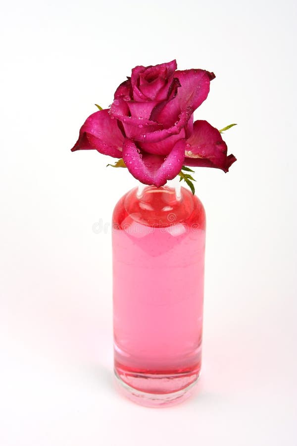 Rose in bottle stock image. Image of elegant, grass, natural 10028613