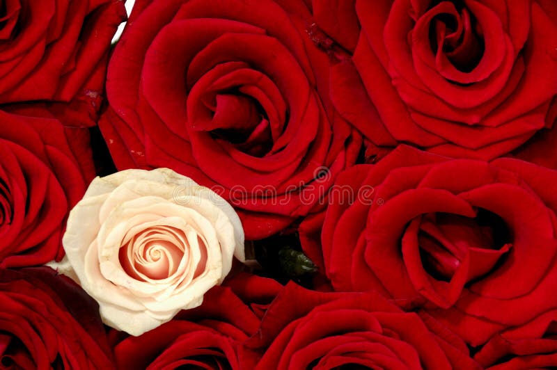 Red, pink and white roses stock photo. Image of colors 15614940