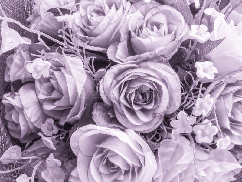 Rose Bouquet , Violet Image Color Stock Image Image of violet