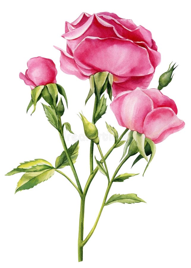 Rose buds stock vector. Illustration of painting, drawing - 64992653
