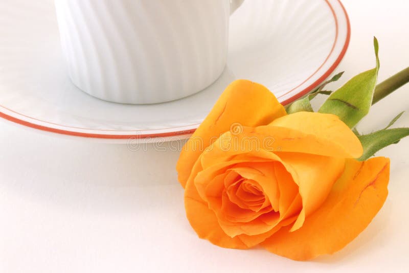 Rose At Breakfast Picture. Image 2020221