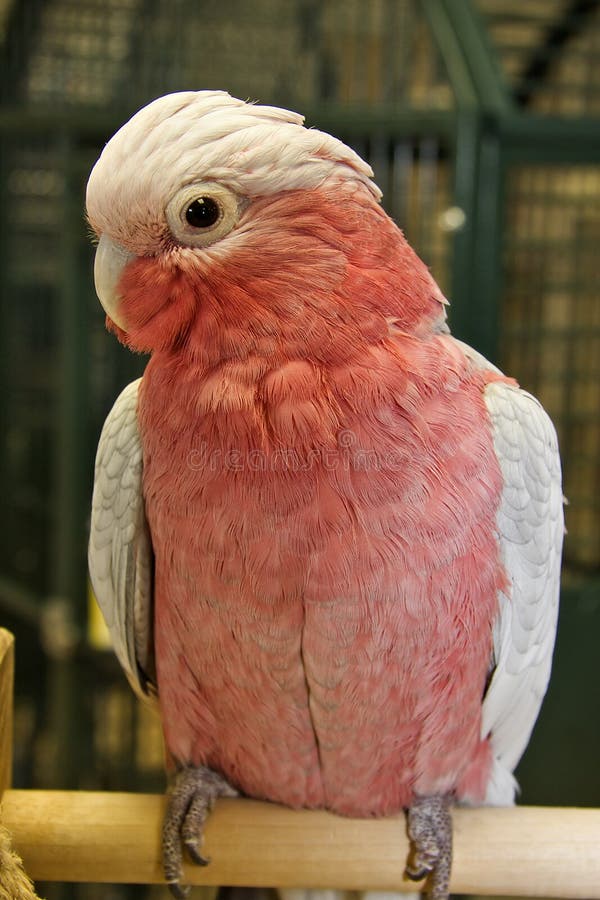 assimilis rose breasted cockatoo assimilis rose breasted cockatoo