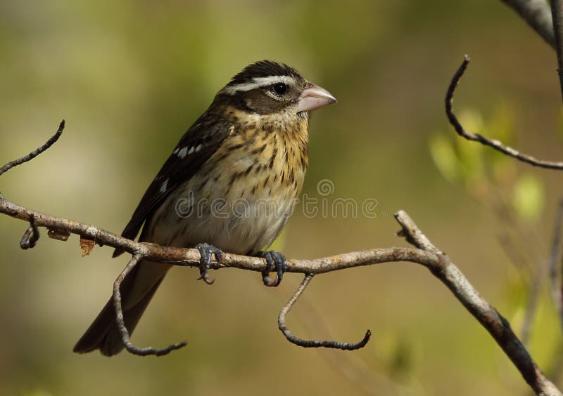 Rose-breasted Grosbeak royalty free stock image Rose-breasted Grosbeak royalty free stock image
