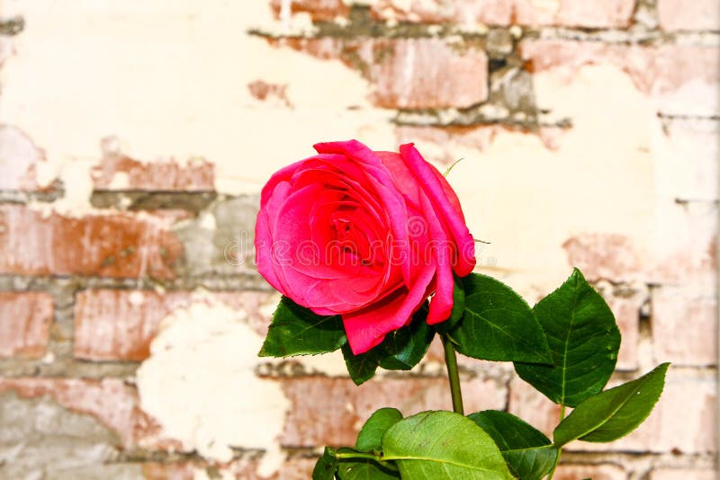 Rose on the bricks wall background royalty free stock photo Rose on the bricks wall background royalty free stock photo