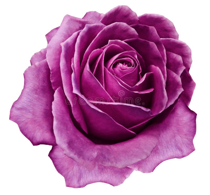 Rose Bright Pink Flower On White Isolated Background With Clipping Path