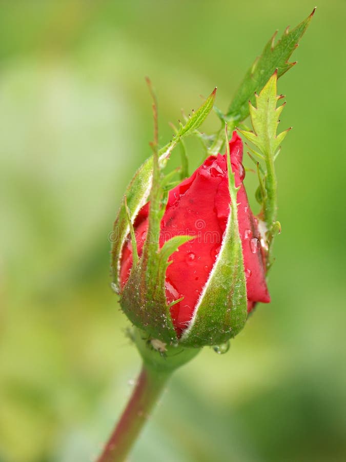 Rose bud stock photo. Image of nature, droplets, valentine 238096
