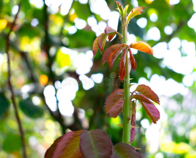 The rose bud in the garden. The growth of the rose with new leaves. Close-up background blurred stock photos The rose bud in the garden. The growth of the rose with new leaves. Close-up background blurred stock photos
