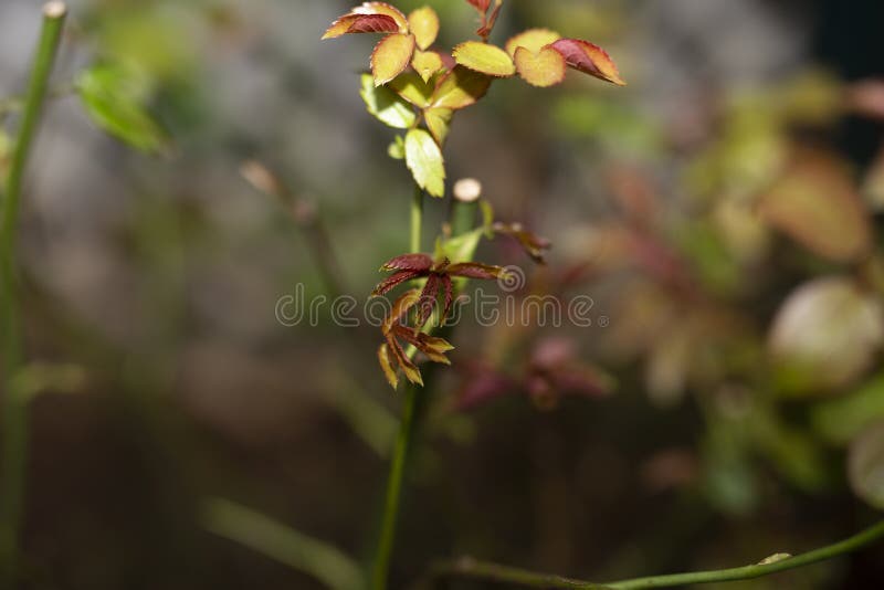 Rose Bud Leaves Regrowing after Being Cut from Blooms Stock Image