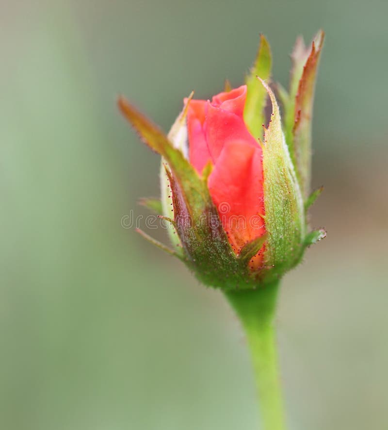 Rose Bud stock photo. Image of nature, kernel, florescence 16610370