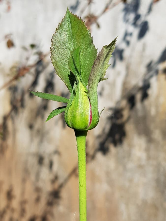 ROSE BUD VERMELHA EM UM JARDIM fotos de stock royalty free ROSE BUD VERMELHA EM UM JARDIM fotos de stock royalty free