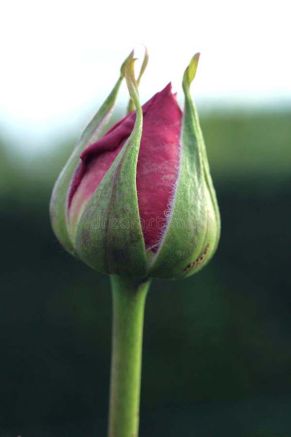 Rose Buds Close Up Stock Photo Image Of Buds Garden 149511678