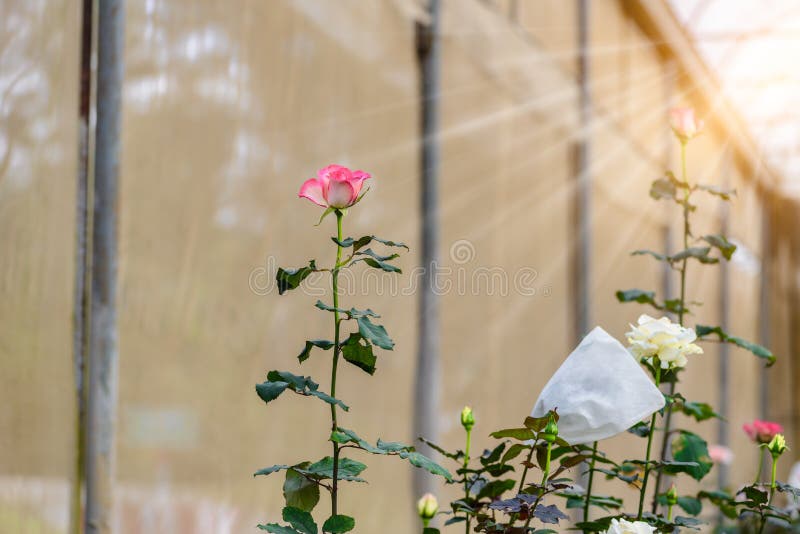 Rose With Buds In A Romantic Flower Garden Stock Image Image Of