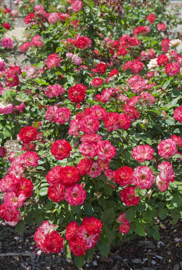 Rose bush