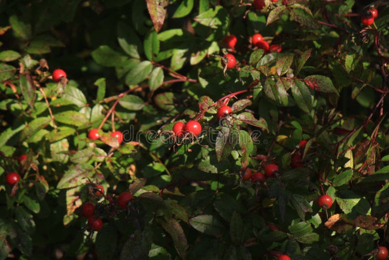Rose bush with berries stock photo. Image of growing 62107334