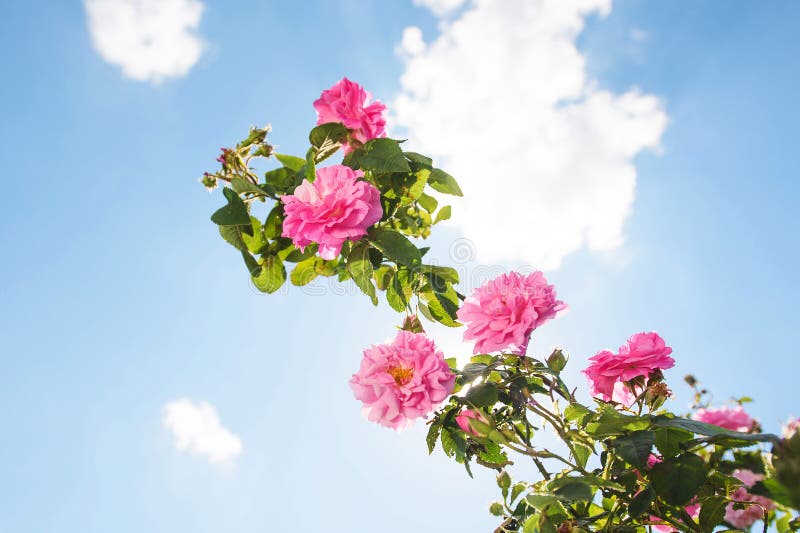 Rose Bush and Blue Sky stock photo. Image of plant, gardening - 66768602