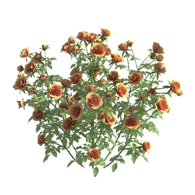 Rose Bush 3d Illustration Isolated on the White Background Stock