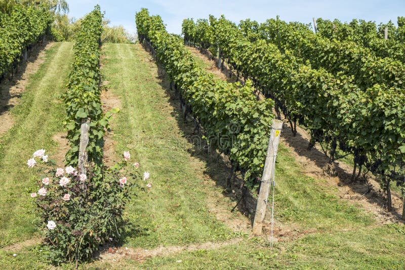 A rose bush at the front of a row of vines in a vineyard #1. A rose bush at the front of a row of vines in a vineyard #1