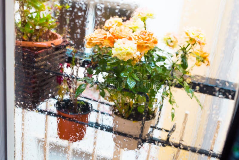 Rose bush in a flower pot on balkon during the rain