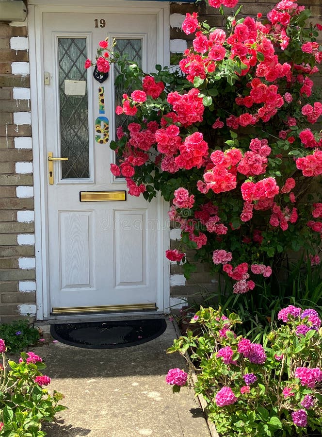 Rose bush full of bright pink flowers next to white front door