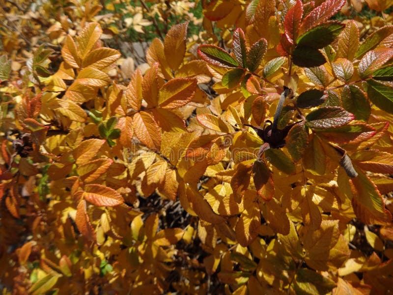 Rose bush leaves in fall stock photo. Image of changed 164278308