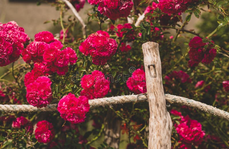 Rose bush near the hedge stock image. Image of bush 252427463