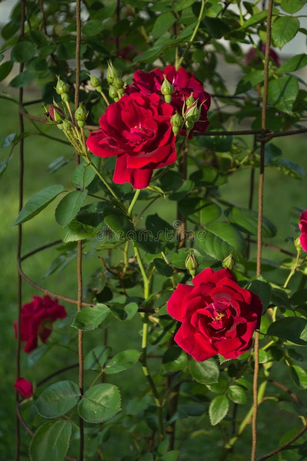 Rose Bush. stock photo. Image of bush, thorns, romantic 68276480