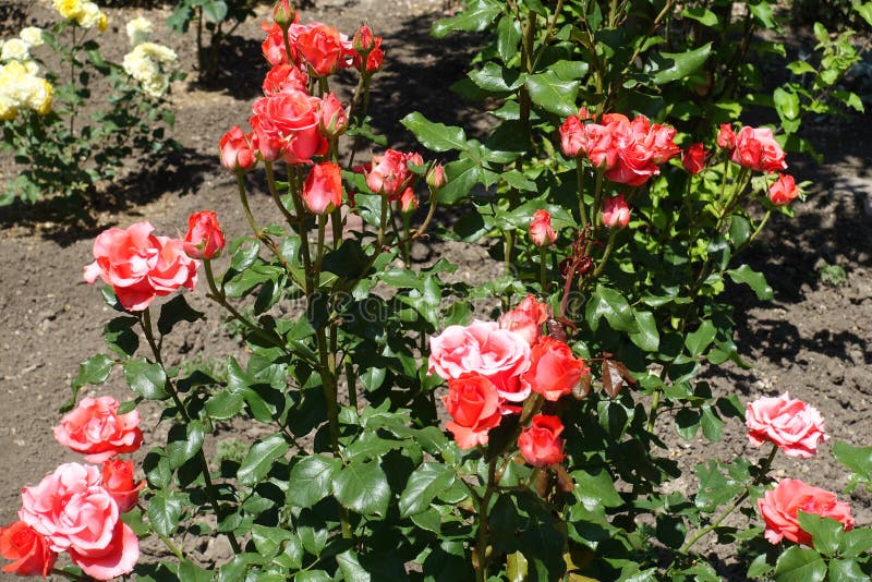 Bush of Salmon Pink Roses in Bloom Stock Photo Image of florescence