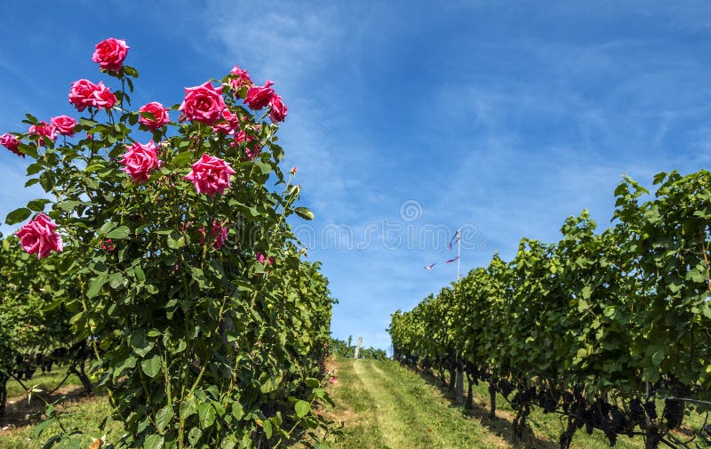 Rose Bush in a Vineyard 2