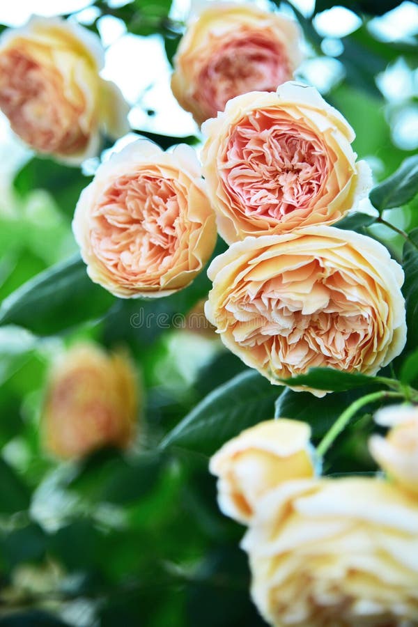 Rose Bush Yellow Roses in the Spring Garden. Close-up. Stock Photo ...