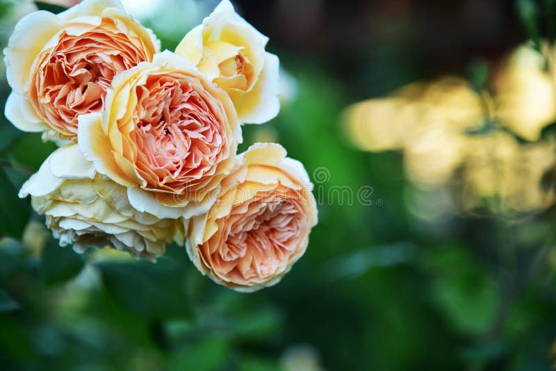 Rose Bush Yellow Roses in the Spring Garden. Close-up. Stock Image ...