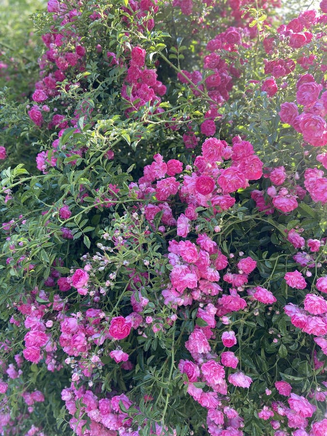 Rose Bushes Forming a Hedge Stock Photo Image of rugose