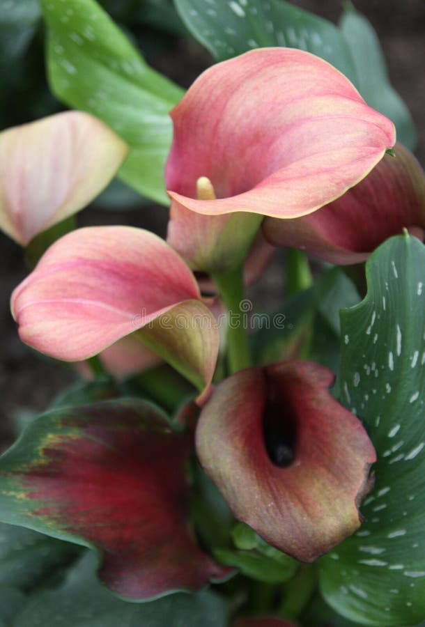 366 Rose Calla Lilies Stock Photos Free & RoyaltyFree Stock Photos