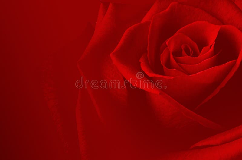 Rose carsd stock image Rose carsd stock image