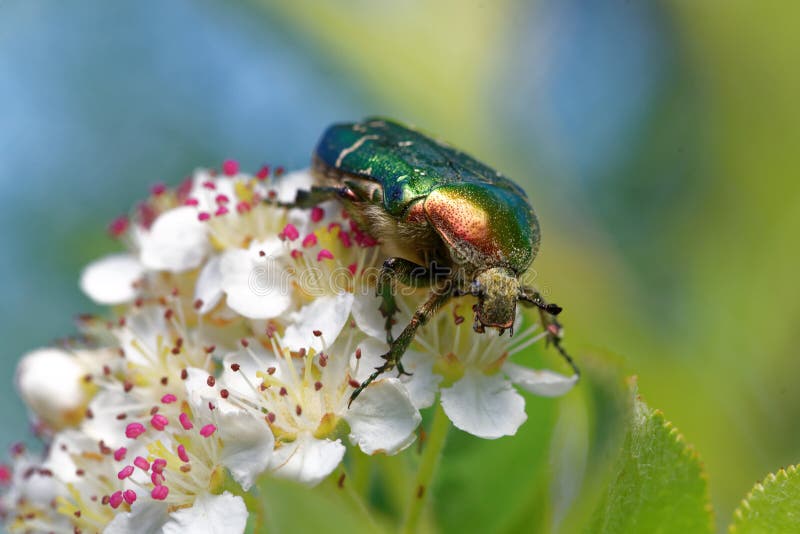 Rose chafer