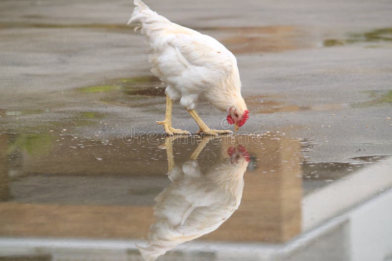 Rose chicken stock photo. Image of chicken, beauty, white 16807970