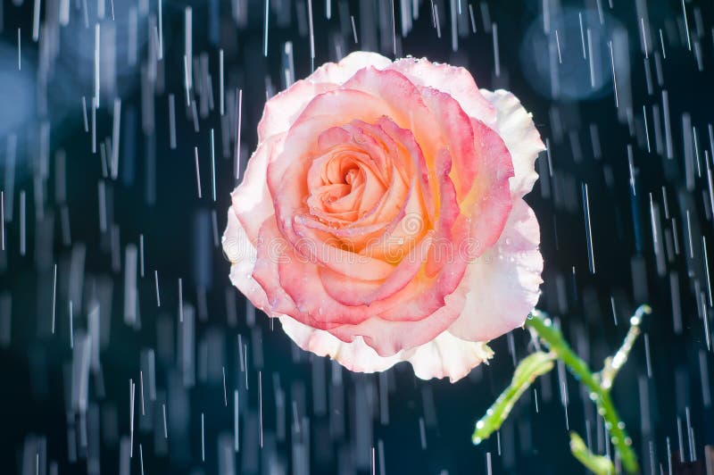 Rose rose-clair sur le fond des voies des baisses de pluie photo libre de droits Rose rose-clair sur le fond des voies des baisses de pluie photo libre de droits