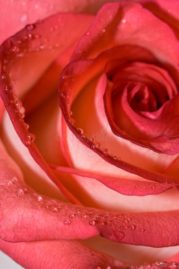 Upside Down Rose stock photo. Image of blooming, pretty 2318124