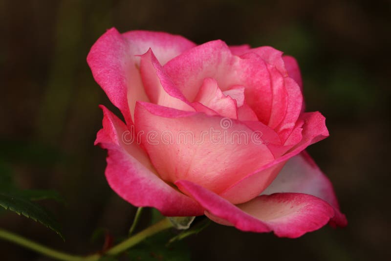 Rose Close Up rosa romantica fotografia stock Rose Close Up rosa romantica fotografia stock
