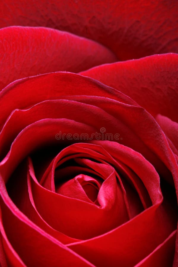 Rose closeup