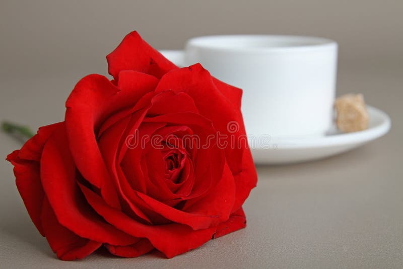 Rose and coffee stock image. Image of romance, love, petal 17756645