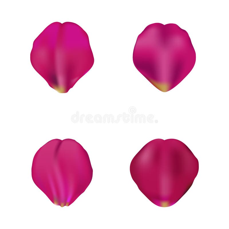 White Rose Petals Set Collection Isolated Stock Illustrations 817