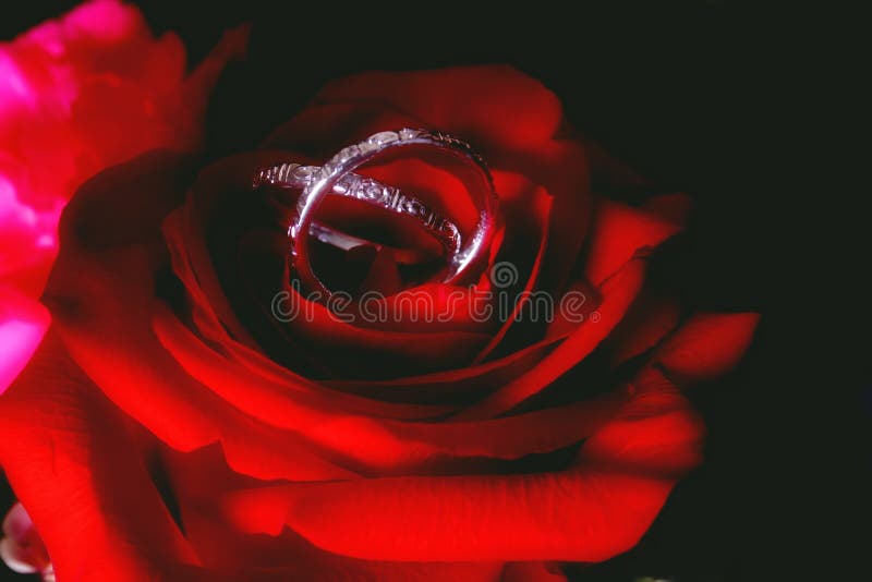 Rose con las vendas de boda imagen de archivo Rose con las vendas de boda imagen de archivo