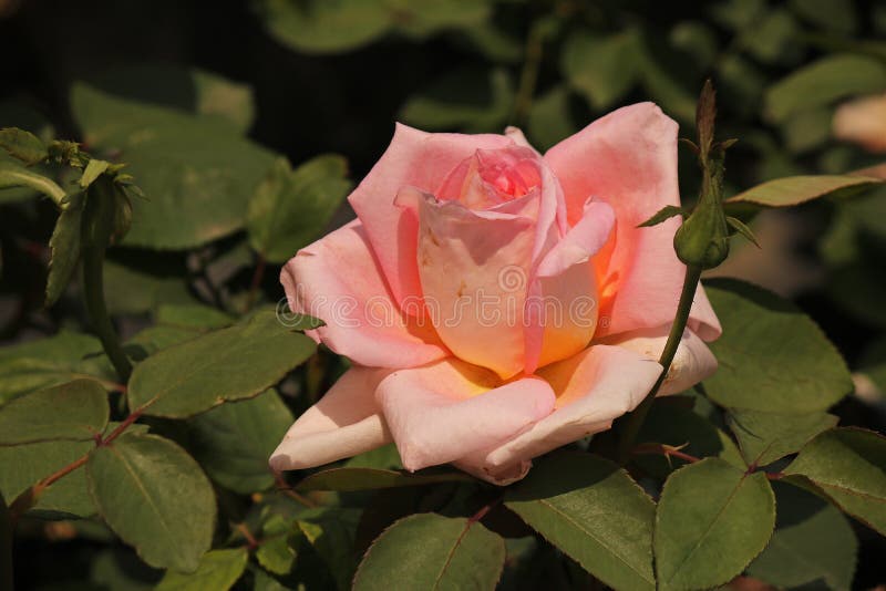 ROSE CON LOS TINTES ROSADOS Y DE ORO foto de archivo ROSE CON LOS TINTES ROSADOS Y DE ORO foto de archivo