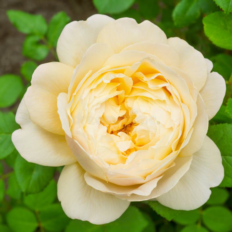 Rose cream color stock photo. Image of prose, background 35868970