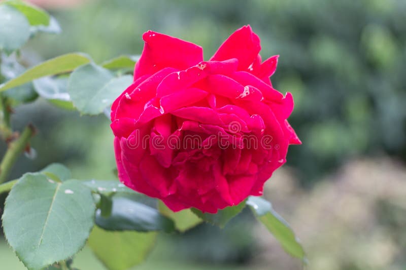 Rose. Crimson Flower. Garden Plants. Stock Image - Image of garden ...