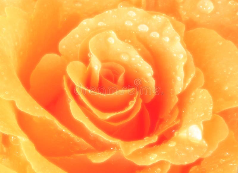 Rose d'or images libres de droits Rose d'or images libres de droits