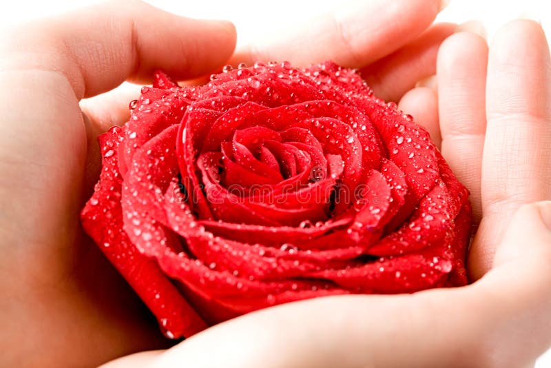 Rose dans des mains photographie stock libre de droits Rose dans des mains photographie stock libre de droits